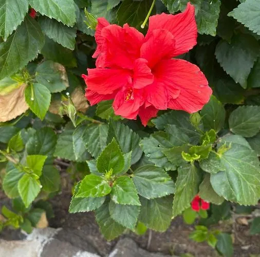 Apartment Househelen